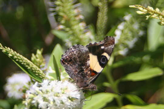 Image of Vanessa itea (Fabricius 1775)