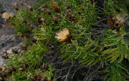 Image of Pteronia onobromoides DC.