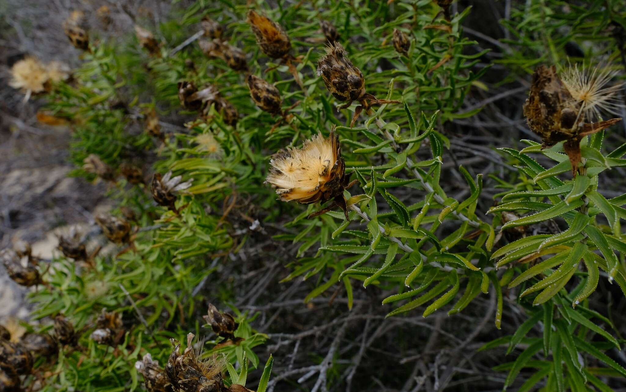 Image of Pteronia onobromoides DC.