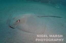 Image of Broad cowtail ray