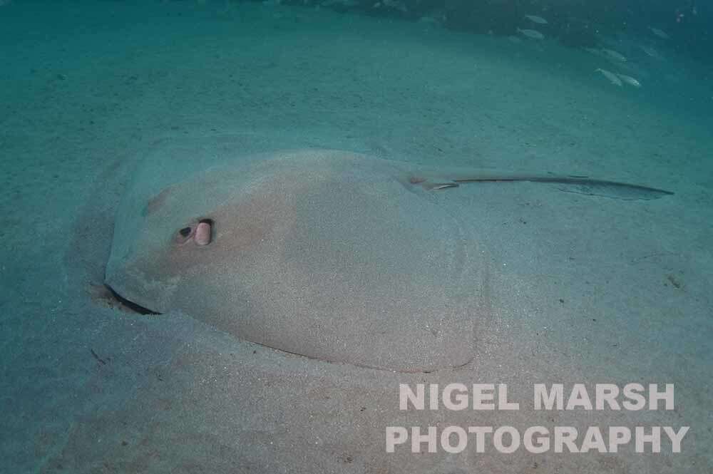 Image of Broad cowtail ray