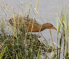 Image of Ridgway's Rail