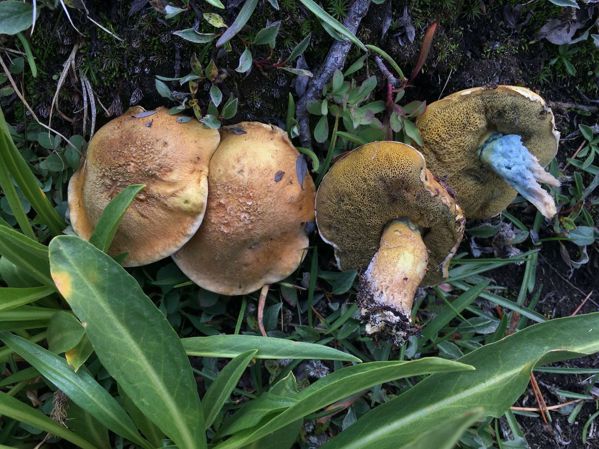 Image de Suillus tomentosus Singer 1960