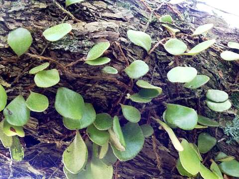 Image of leather-leaf fern