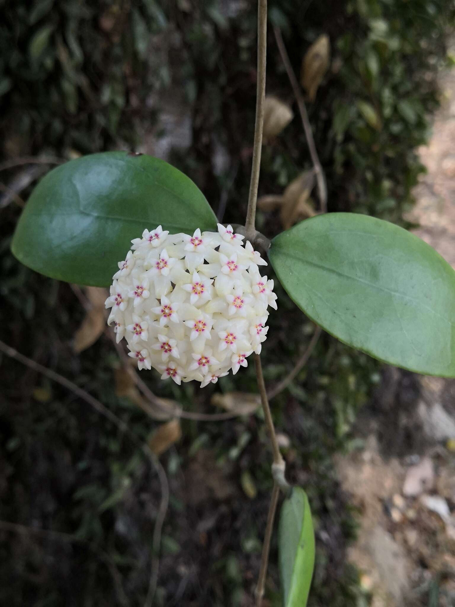 Image of Hoya acuta Haw.