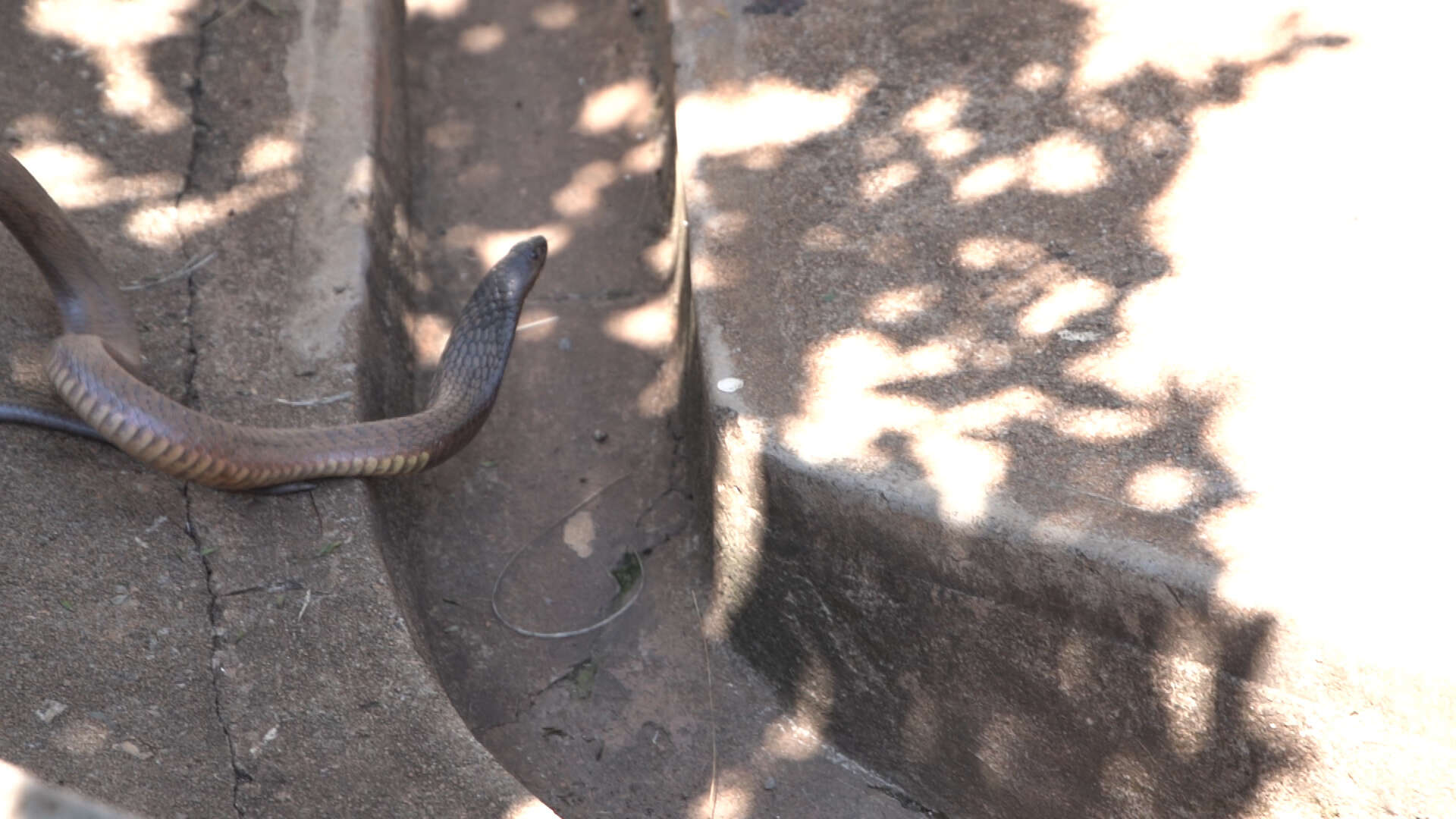 Image of Snouted cobra