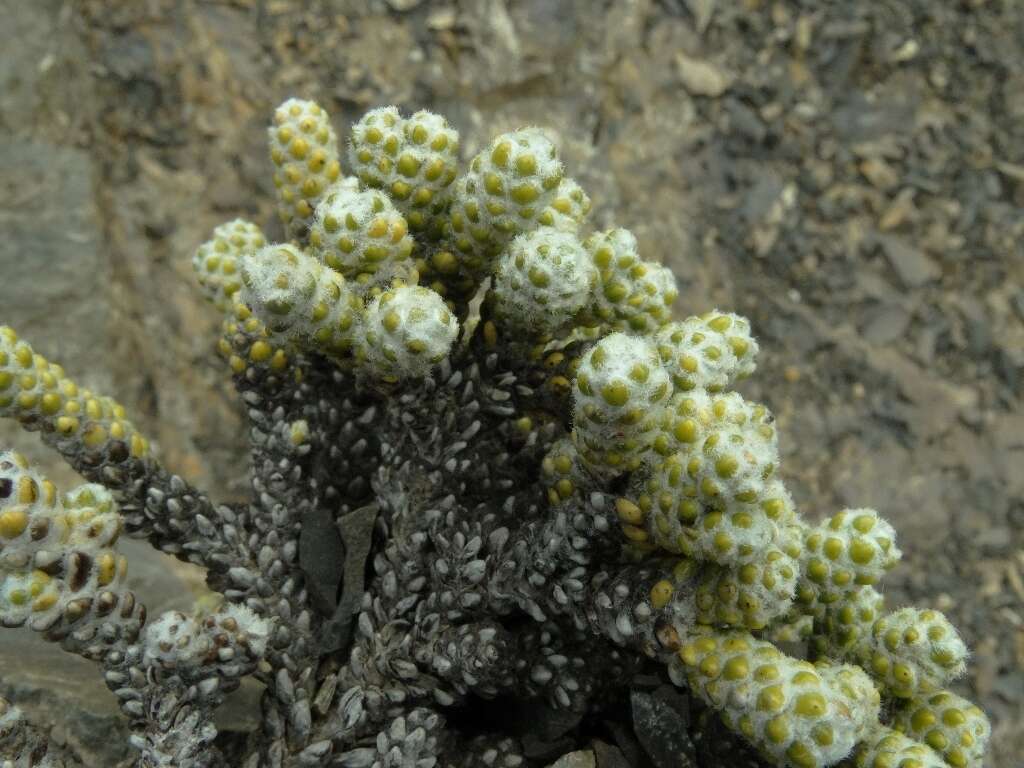 Image of Ozothamnus coralloides Hook. fil.