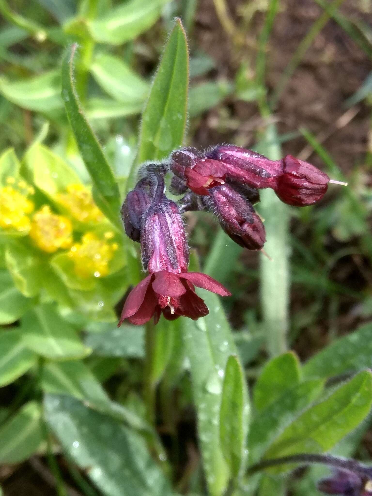 Image of Cynoglossum olgae (Regel & Smirn.) Greuter & Stier