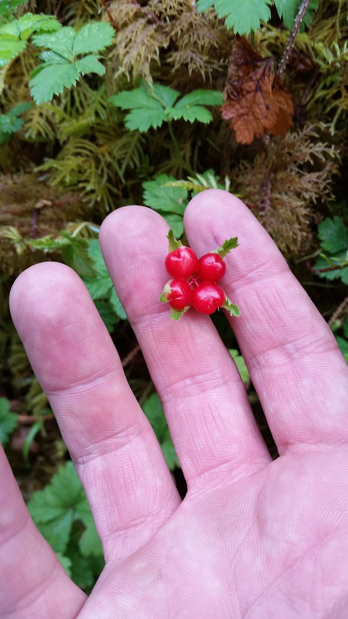 Image of strawberryleaf raspberry