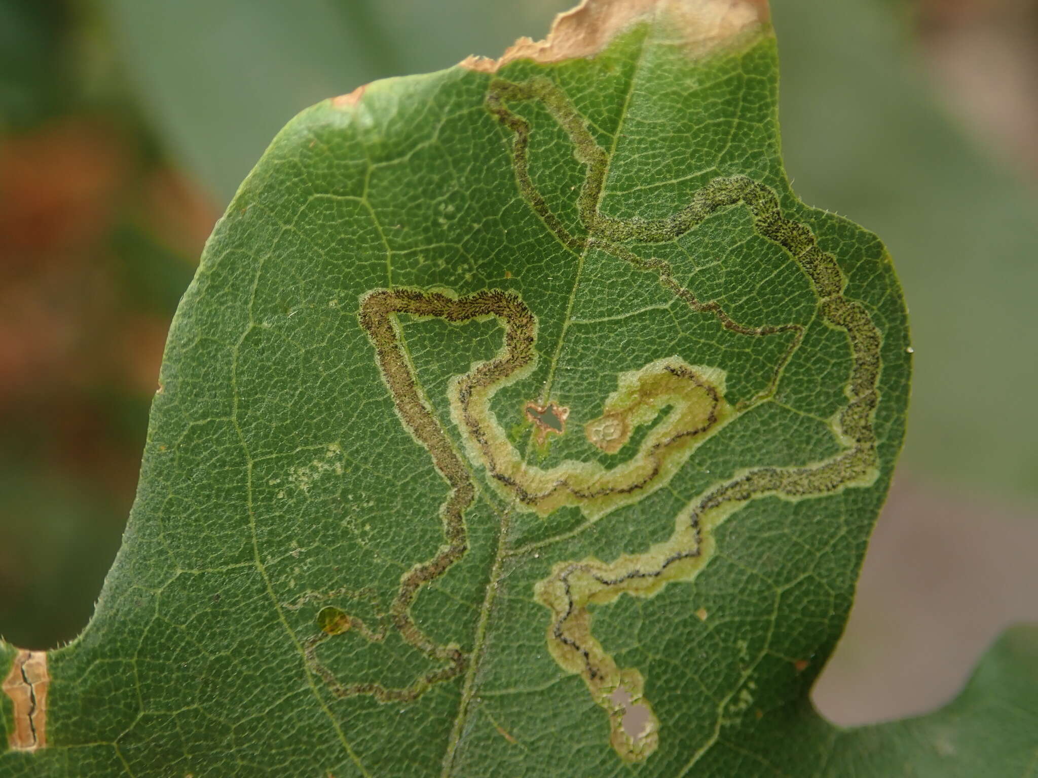 صورة Stigmella aceris (Frey 1857) Gerasimov 1952