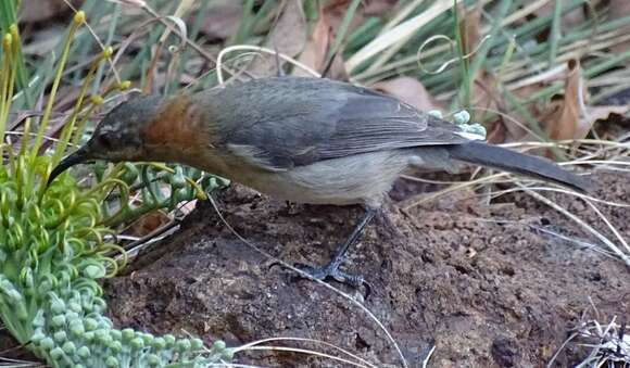 Image of Western Spinebill