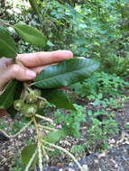 Notholithocarpus densiflorus var. densiflorus的圖片