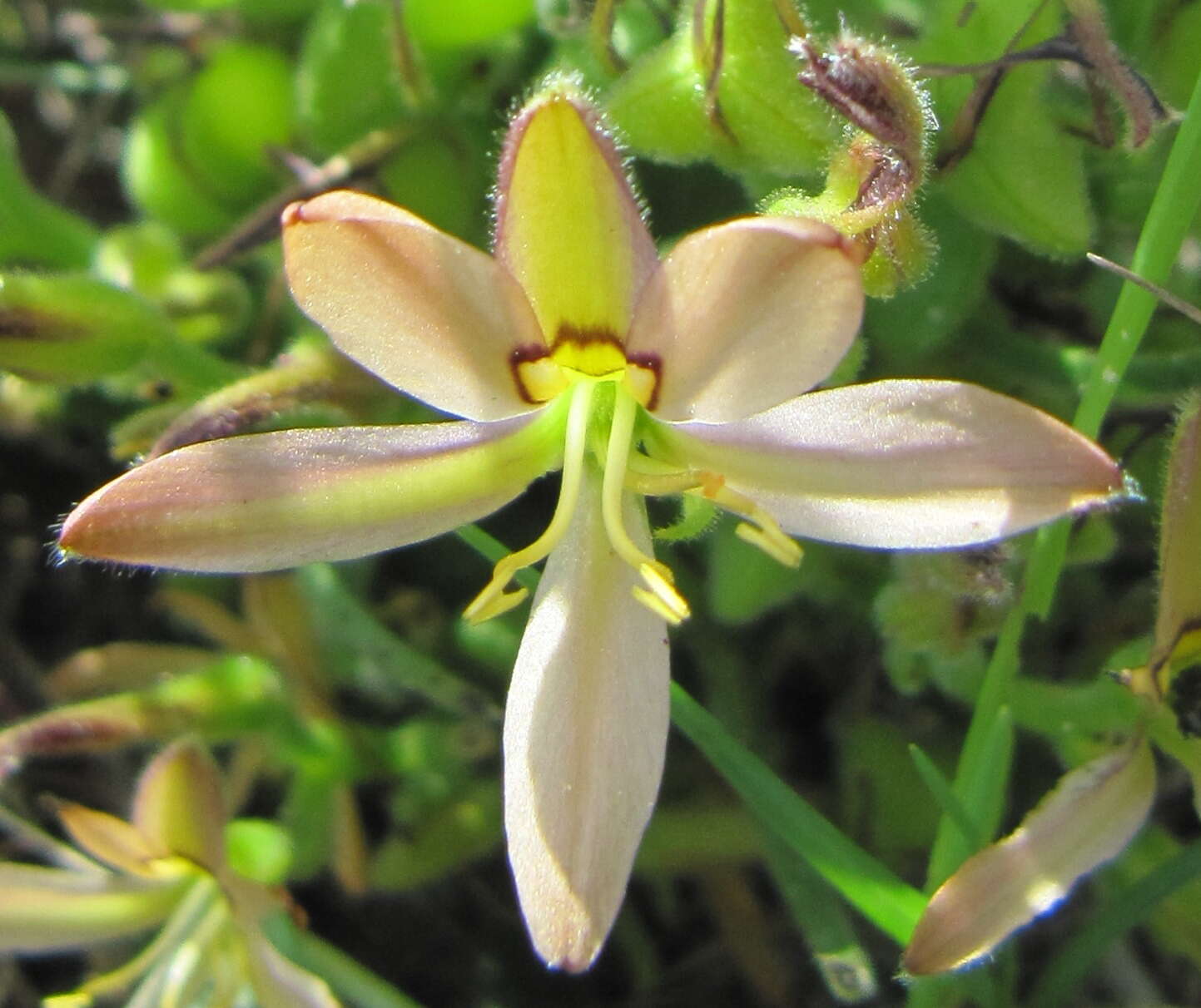 Image of Wachendorfia multiflora (Klatt) J. C. Manning & Goldblatt