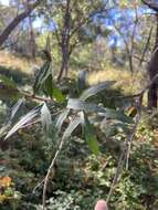 Image of Hakea oleifolia (Sm.) R. Br.