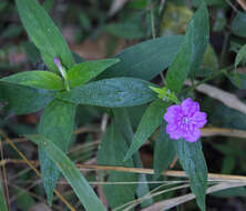 Image of Ruellia jussieuoides Schltdl.