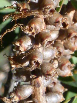 Sivun Callistemon pungens subsp. pungens kuva