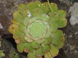 Image of Aeonium arboreum subsp. holochrysum (H. Y. Liu) Bañares