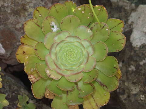 Image of Aeonium arboreum subsp. holochrysum (H. Y. Liu) Bañares