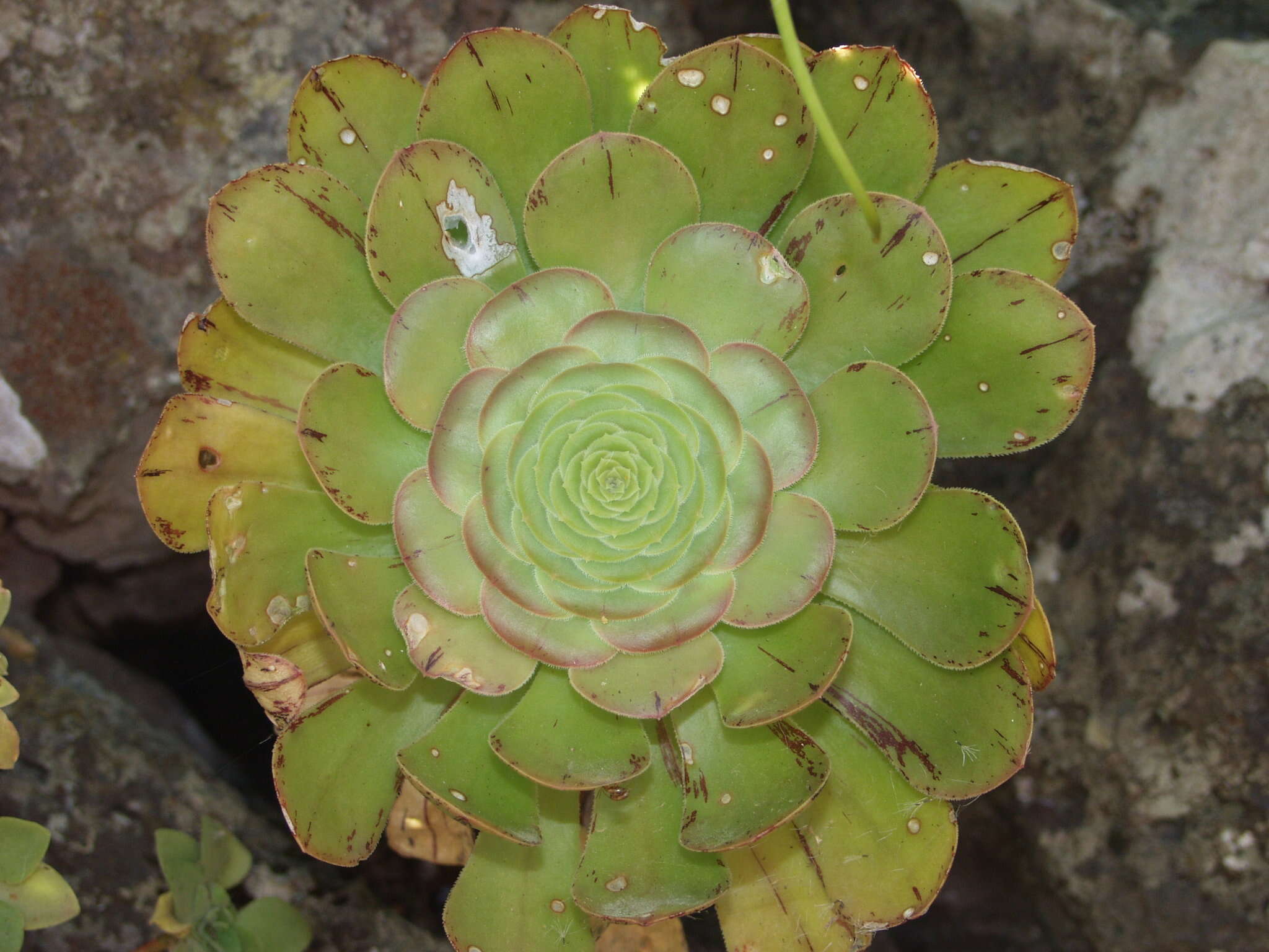 Image of Aeonium arboreum subsp. holochrysum (H. Y. Liu) Bañares