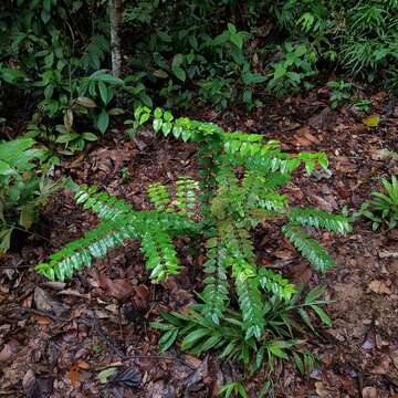 Image of Canthium malayense