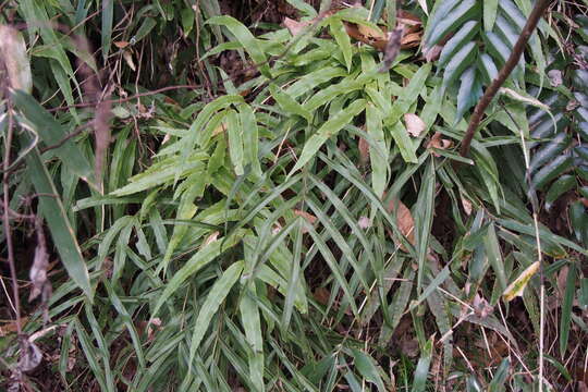 Imagem de Pteris cretica L.