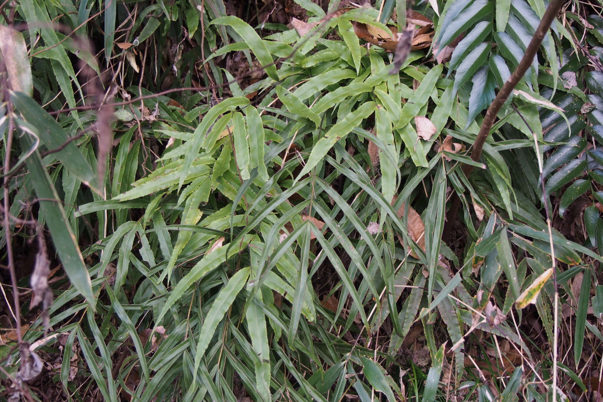 Imagem de Pteris cretica L.