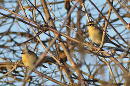 Image of Siberian Accentor