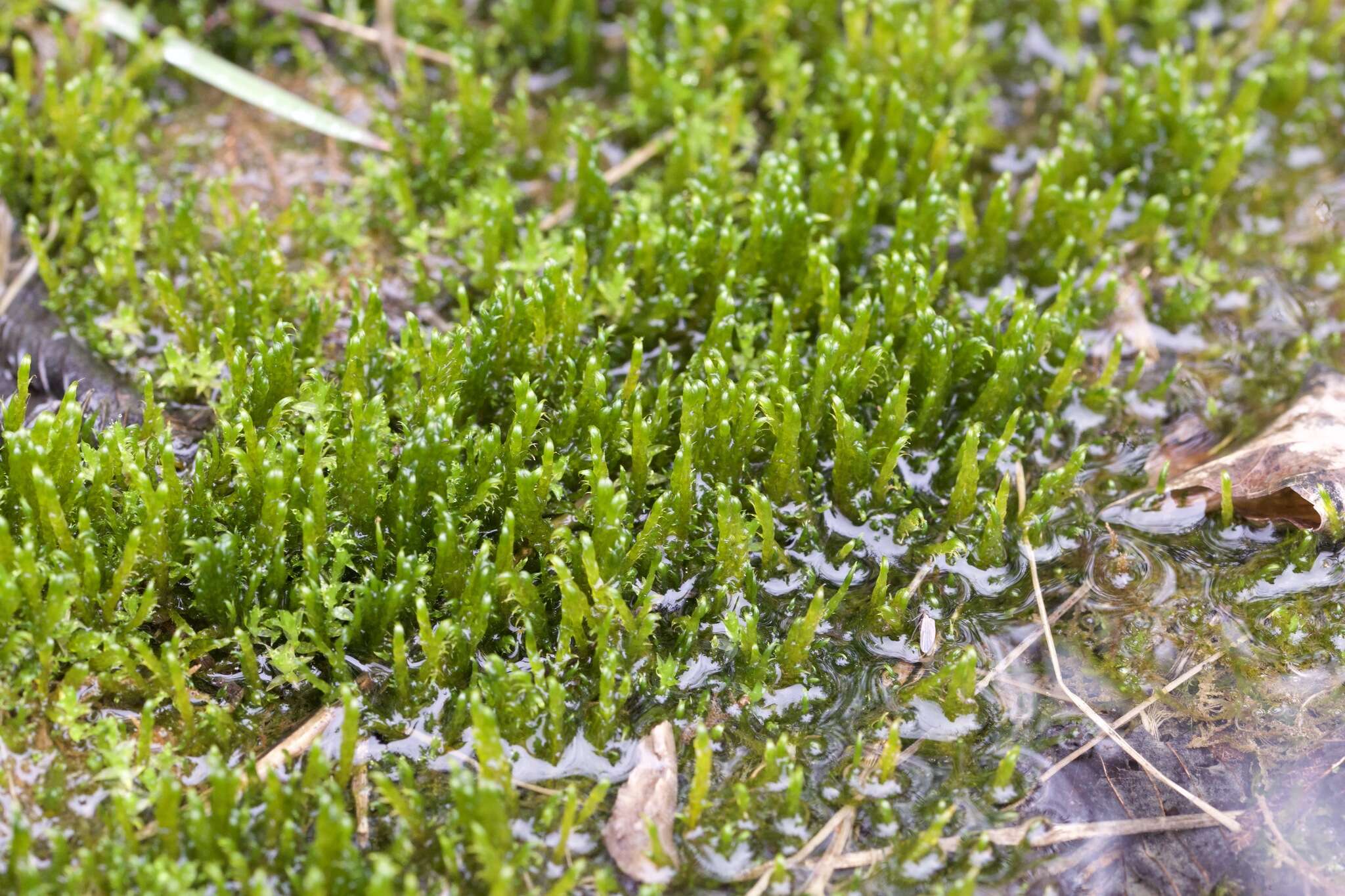 Image of common hook-moss