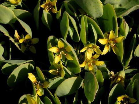 Image of Roepera cordifolia (L. fil.) Beier & Thulin