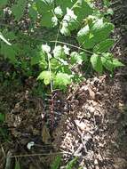 Image of Actaea spicata var. acuminata (Wall. ex Royle) Hara