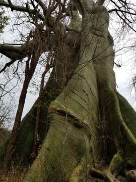 Image of Ceiba trischistandra (A. Gray) Bakhuisen