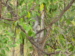 Image of Plum-headed Finch