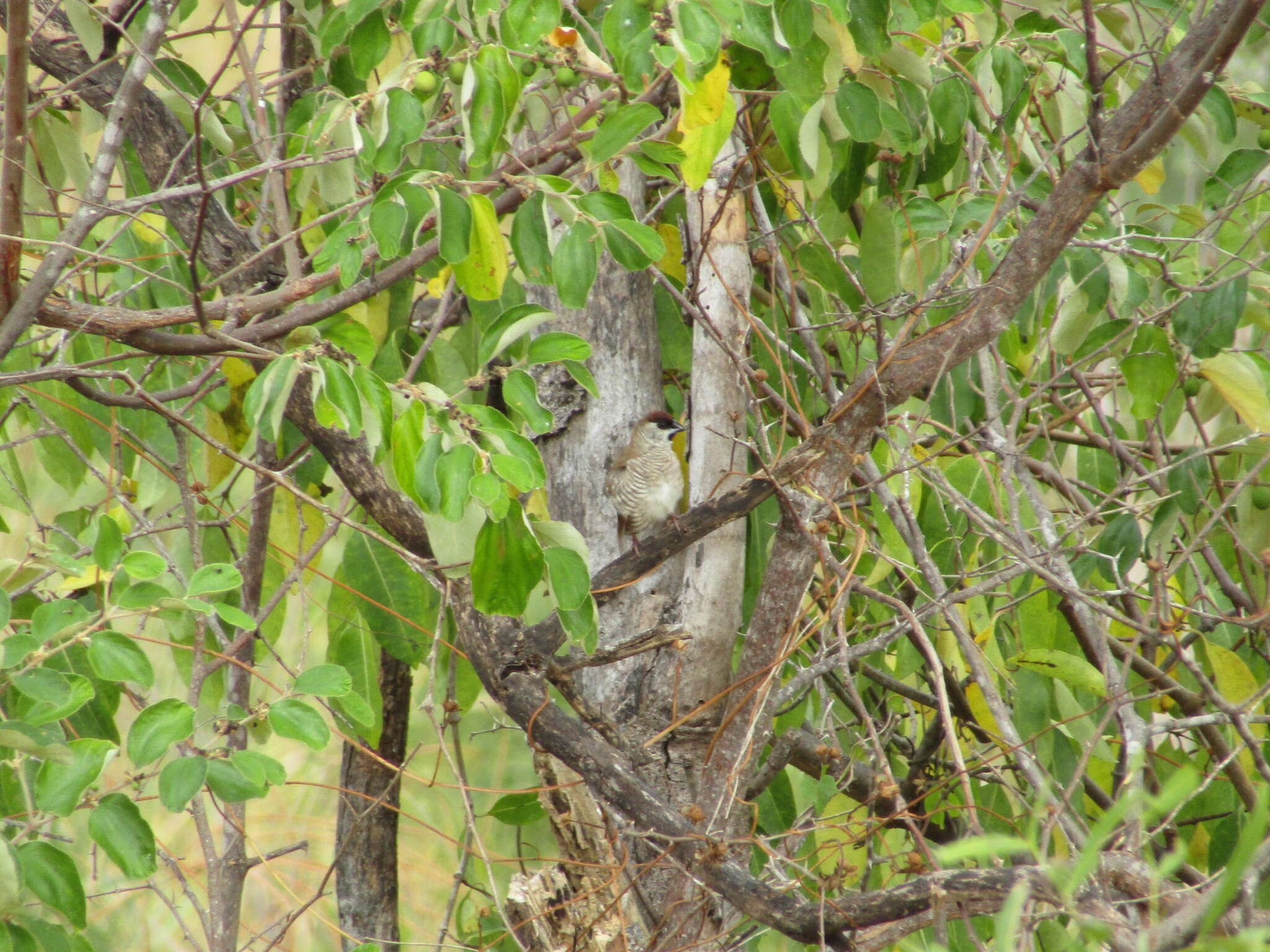 Image of Plum-headed Finch