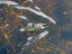Image of Northern Studfish