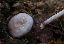 Mycena pelianthina (Fr.) Quél. 1872 resmi