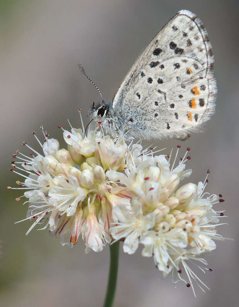 Euphilotes enoptes (Boisduval 1852)的圖片