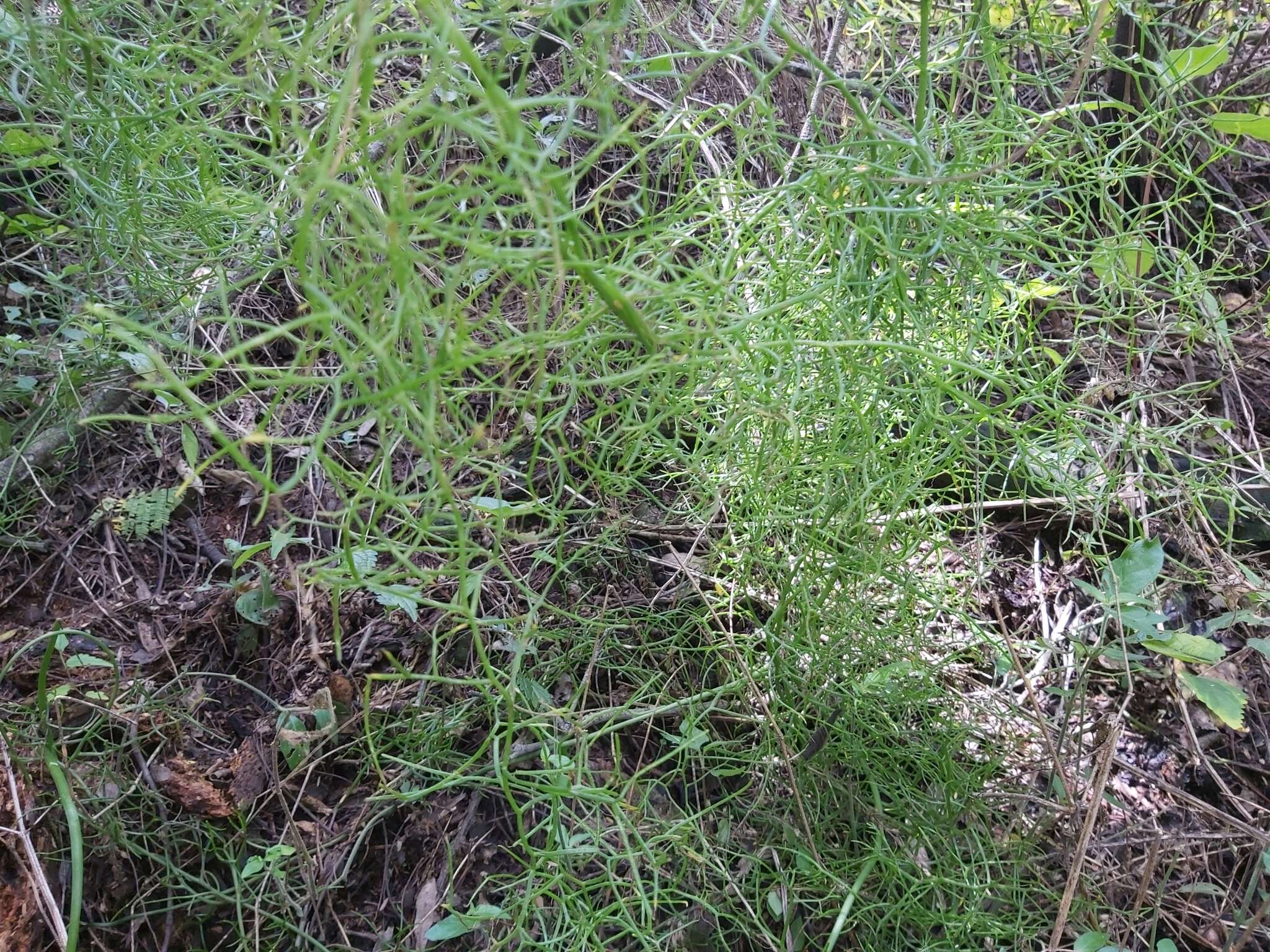 Image of Bowiea volubilis subsp. volubilis