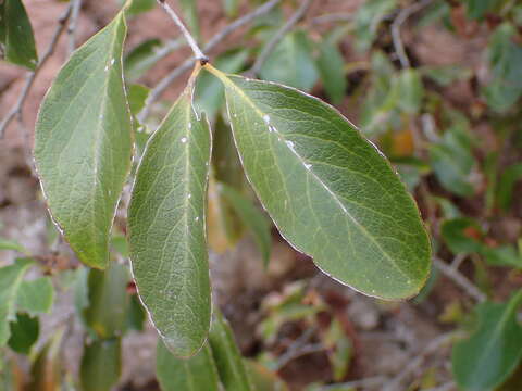 Plancia ëd Gymnosporia cassinoides (L'Hér.) Masf.