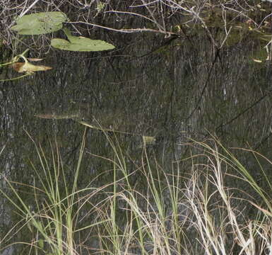 Image of Florida Softshell Turtle