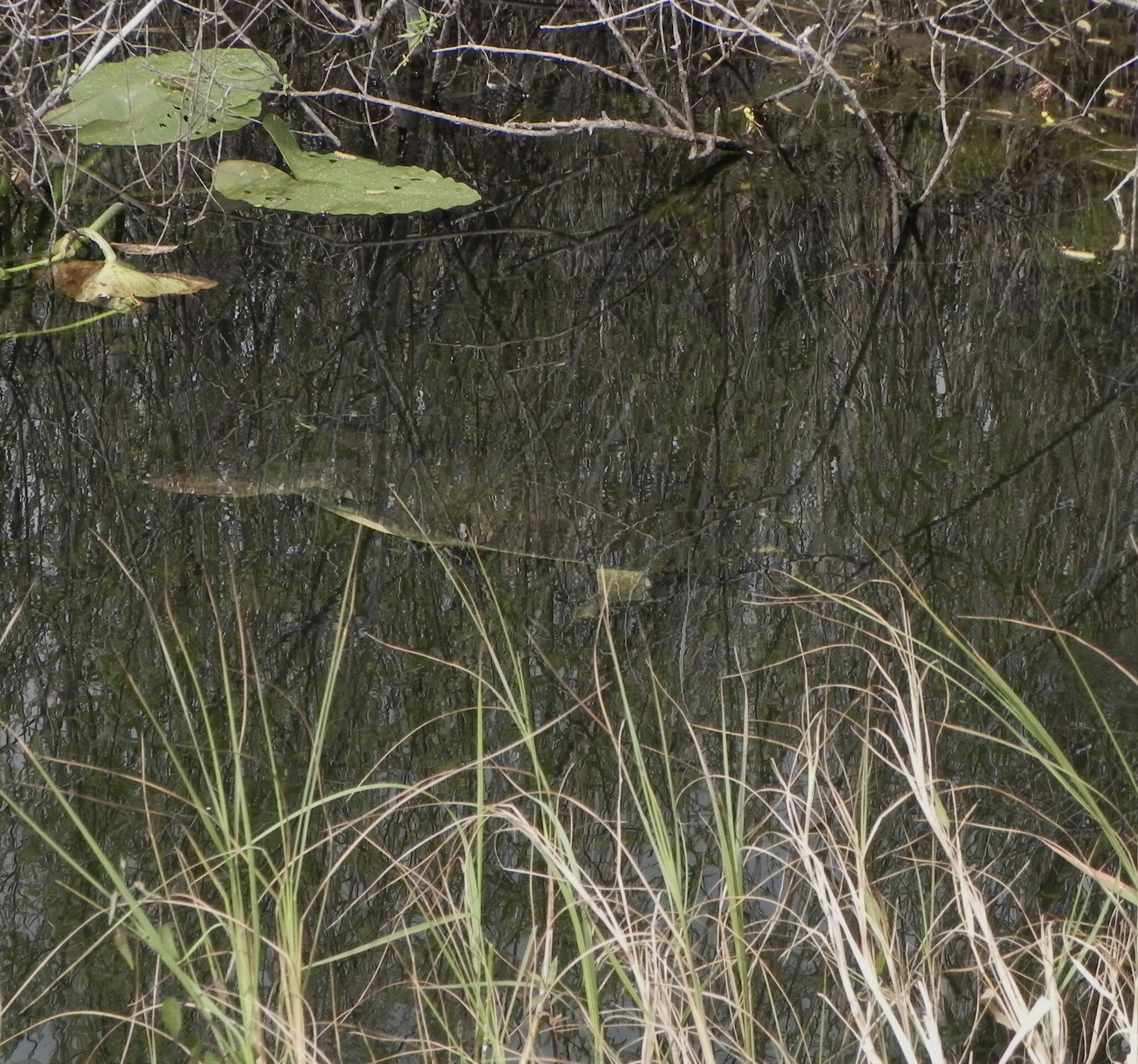 Image of Florida Softshell Turtle