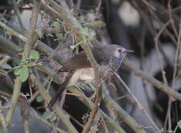 Image of White-rumped Babbler