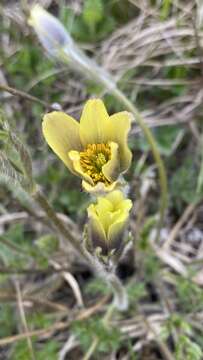 Pulsatilla albana subsp. andina (Rupr.) Zämelis resmi