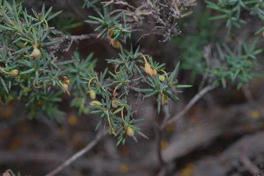 Image of Hibbertia acerosa (DC.) Benth.