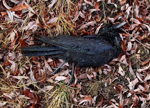 Image of Eastern Carrion Crow