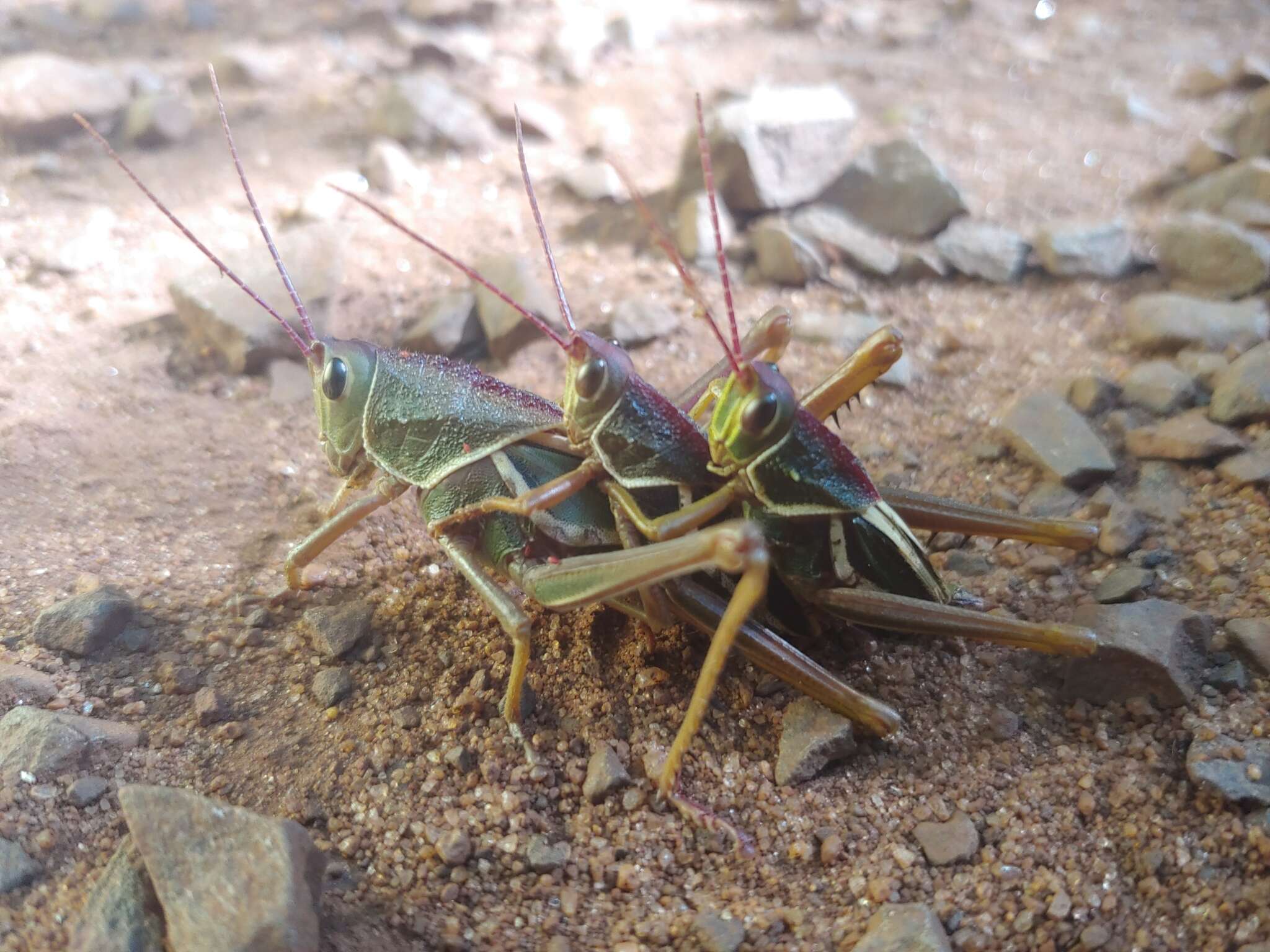 Plancia ëd Staleochlora arcuata iguazuensis Roberts, H. R. & Carbonell 1992