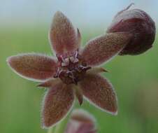 Image of Aspidoglossum biflorum E. Mey.