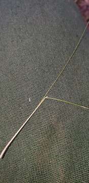 Image of serrated tussock