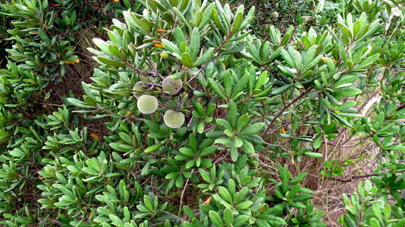 Image of Diospyros dichrophylla (Gand.) De Winter