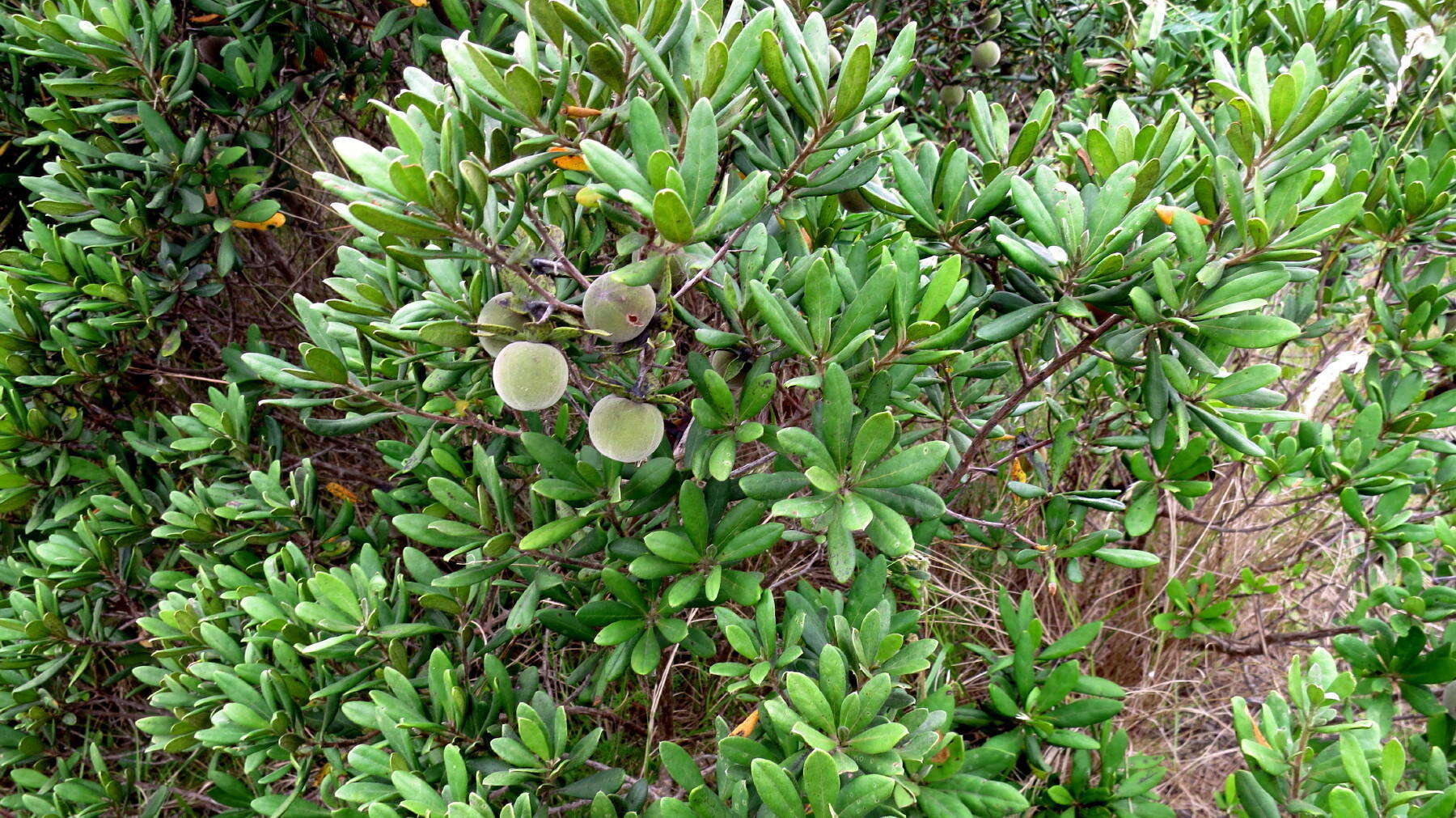 Plancia ëd Diospyros dichrophylla (Gand.) De Winter