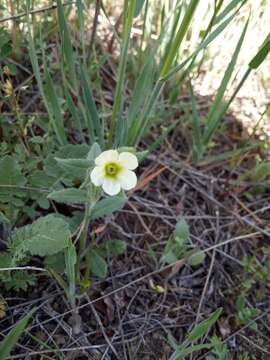 Image of yellow monkswort